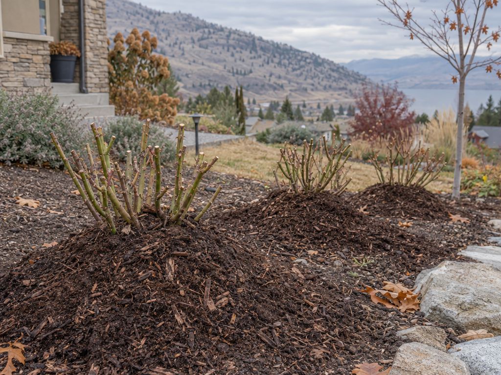 Roses mulched and prepared for winter during a fall yard clean up